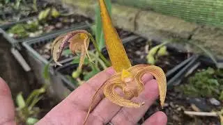 Orqu&iacute;dea  Stanhopea e outras curiosidades  sobre orquideas #orquideas #jarfim#flored