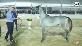 Egyptian Event Israel 2022   Class 9