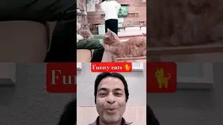 Funny Cats 😹 | शरारती बिल्ली की मस्ती | Cute & Funny Cat Video | Ashish Vision 70 | #shorts #viral