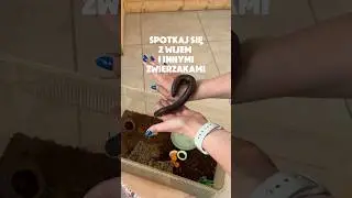 Wij Ci w ręke!