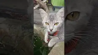 baby kitten #cat #catkittenanimal  #share