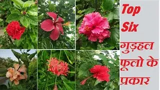 Gudhal ka phool | गुड़हल फूलो कि वेरायटी | Types Of Hibiscus Flowers | Six Gudhal phoolo Ke Prakar
