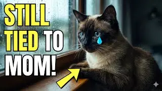 90% OF OWNERS DO THIS BEFORE LEAVING AND IT TRIGGERS SEPARATION ANXIETY IN CATS!