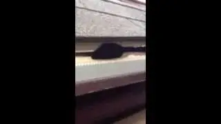 Squirrel Chewed Through Dripedge Hamilton