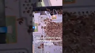 #cleaning #repair #pawnshops #gaming #ps4 #fix #roaches #computer #laptop #pokemon #katwilliams