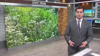 State of Texas: Efforts to save Monarch butterflies show progress as Trump administration moves to r