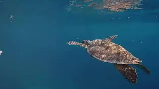 Green Sea Turtles  Masters of Camouflage