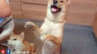 Shiro doin bye bye - mini vid Ep 16