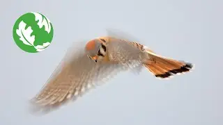 American Kestrel Nest Box - Babies Get a Meal