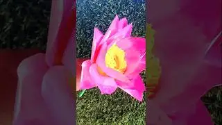 #diydeas#paper routes#🪷 home 🏠✨decor 😍#paperflower# #viralshorts#youtubeshorts #
