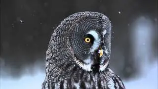 Frozen Planet: 2012 YouTube Audience Award Nominee