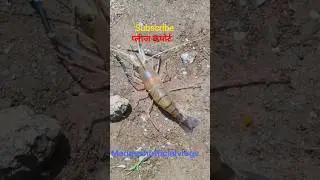 Jhinga taja machli || #song #shorts #fish #fishing #jinga #yt #ytshorts #shortsfeed #trending