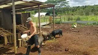 Feeding the Pigs at FPG Plant and Animal Sanctuary Hawaii