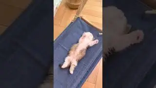 #cat #music #cute #love #catlover #funny #felinecomedy #comedyfilms #comedy #catsfilm