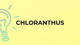 What is the meaning of the word CHLORANTHUS?