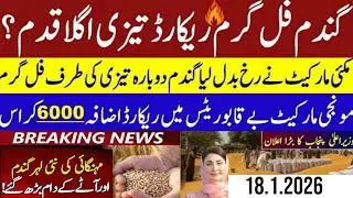 Today Wheat price in punjab//گندم کا ریٹ 2025/munji makki till sarso/Galla mandi rate today