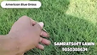 Top 10 Lawn Grass Types in India - American Blue Grass