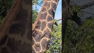 Watch Oxpecker Birds Remove Ticks and Parasites from a Giraffe in Kruger National Park. #safari