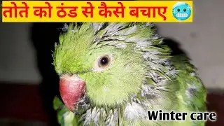 Sardiyon Me Indian Ringneck Parrot Ki Care Kaise Kare 🦜 | Thand Se Bachane Ke 7 Zaroori Tips