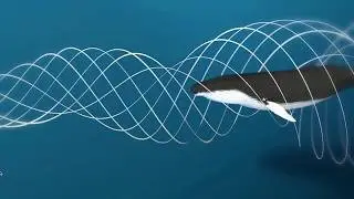 The silence of the pandemic, the influence of noise pollution on harbor porpoises