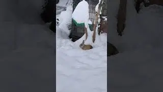 кролик