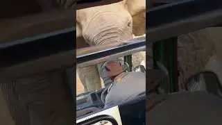 Elephant Picks up and Throws Truck full of Tourists