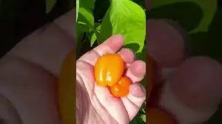 Harvesting & Growing Beautiful Mini Sweet Bell Peppers in my backyard garden #short #shorts