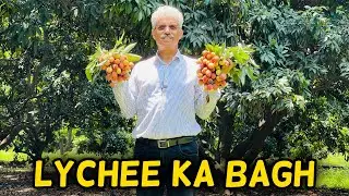 Amin Hafeez in Lychee Garden