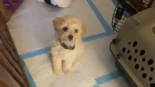 2-month-old baby Kona in 2023
