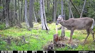 Northern Michigan Wildlife: Trail Camera Footage