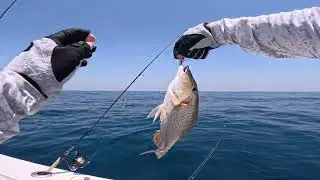 FISHING IN UAE DUBAI | Arab Gulf | Full Day Fishing