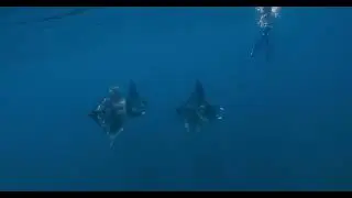 Mobula mobular (