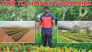 ஓசூர்க்கு செடி வாங்க கெளம்பியாச்சு!!! | PLANTS WHOLE SALE NURSERIES IN HOSUR | SHOPPING VLOG