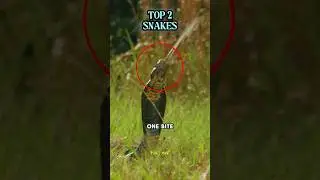 Top 4 Most Dangerous and Terrifying Animals in the World #shorts  #deadlyanimals  #animalattacks