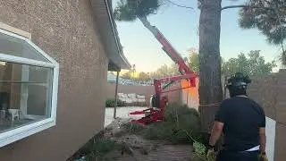 Pine Tree Removal Gilbert Arizona
