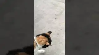 Kawai cat