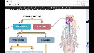 شرح محاضرة هستولوجى رقم١٤ mylination in CNS and PNS,type of nerve fiber and nerve endingمع حل كويز