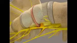 New Life Chiropractic