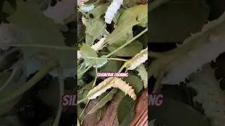 Silkworm farming in Assam #assamsilk #silk #mugasilk #muga #assam