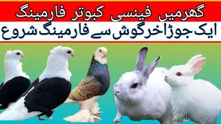 Rabbit FarmingPakistan //Homer Pigeons BreedingSetup at RedX Pigeon LoftPune Pk.