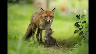 Special Wildlife Animals Collection 4K ULTRA HD 60FPS Animals Pwn  2022