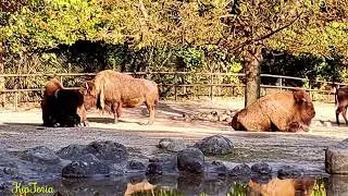 #Plains#bison are powerful #wild#cattle#Pr&auml;riebisons sind m&auml;chtige, aber gef&auml;hrdete #Wildrinder