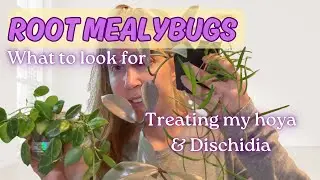 Root Mealybugs on Hoya & Dischidia | How I Identify, Treat, and Prevent Infestations