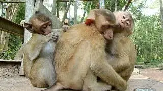 Savanna Monkey Team Feeling Want To Sleep After They Eating Full