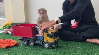 baby monkey learning to drive a car