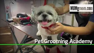Pet Grooming School, Certification, Academy MUMgroom.com India/UAE