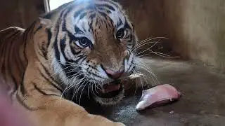A cute tiger's mealtime, please don't be mean to me!🐯🤣#tiger #animals #cute #zoo