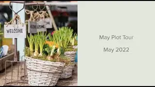 Steve's Allotment - May Plot Tour (95)