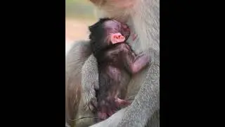 Just Newborn Baby Macaque Hug Mom Drink Milk