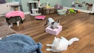 Nightcaps: Tossing toys for kittens, and Spritz has something to say